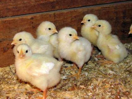 כמה תרנגולות יכולות להפרות זין