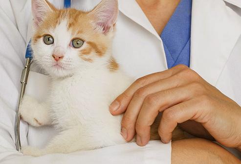 מה החיסונים לעשות את החתלתול לעשות ולמה?